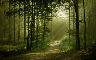 In Celebration of Trees