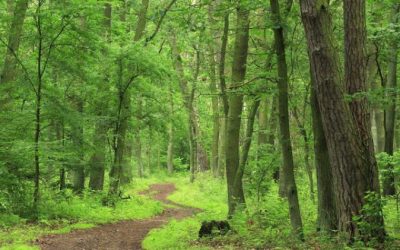 Back to Basics with Nature