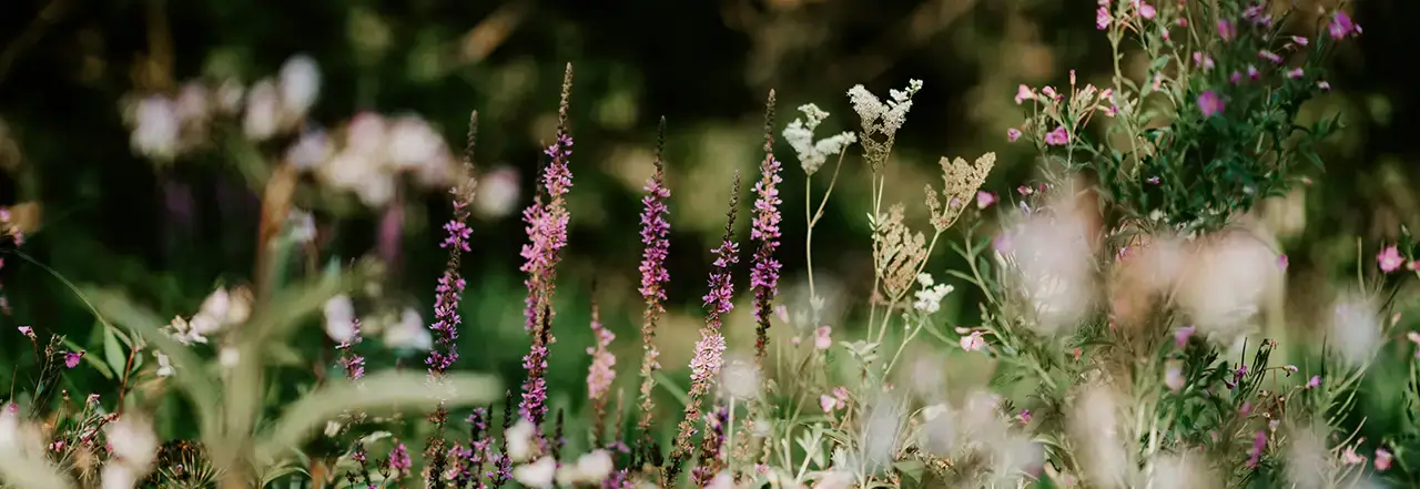 Photo of flowers, Nature activities for kids